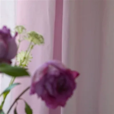 AVIANO - SAFFRON thumbnail 5