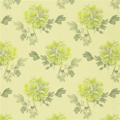 HIYOKU - ACACIA thumbnail 2