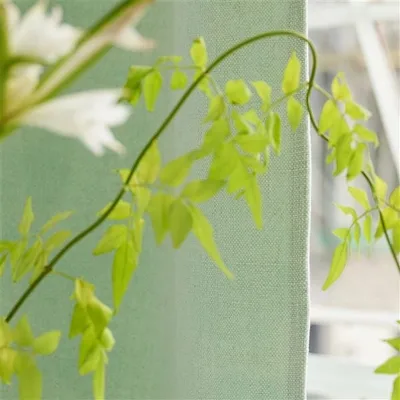 TORTONA CELADON thumbnail 6