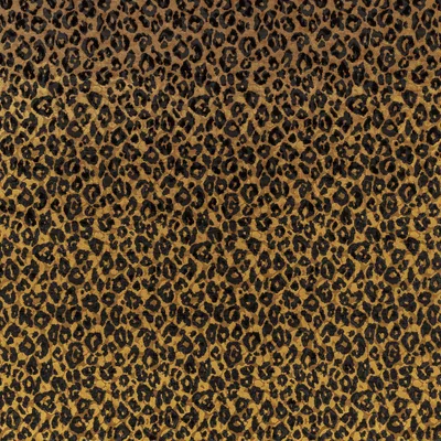 TRIXIE AMBER thumbnail 3