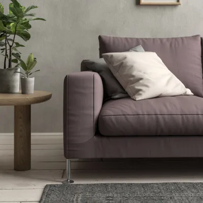 Malabar Acanthus thumbnail 4