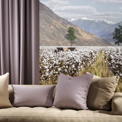 OXFORD WISTERIA thumbnail 4